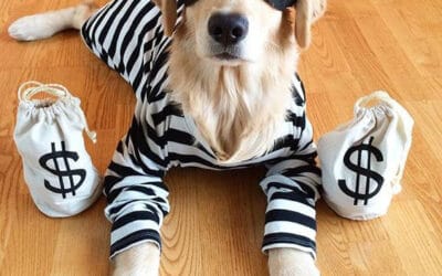 15 Easy Halloween Costumes for Dogs